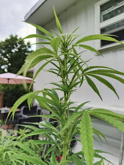 Day 16 of flower :)