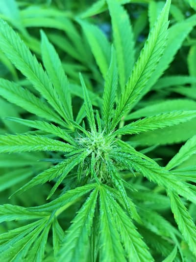 frosty type shit. Imagine in 40 days from now.