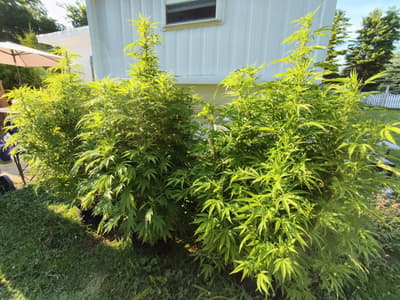 I wanna puff this shit already homie