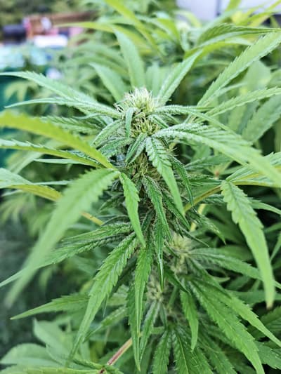 Day 30. Frosty af
