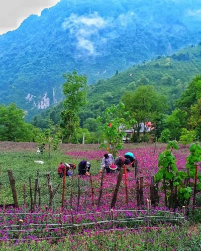 beautiful Iran
Good morning 🌞