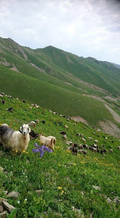 u wanna be there? 😉
iran, mazandaran