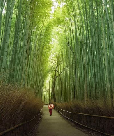 The bamboo forest