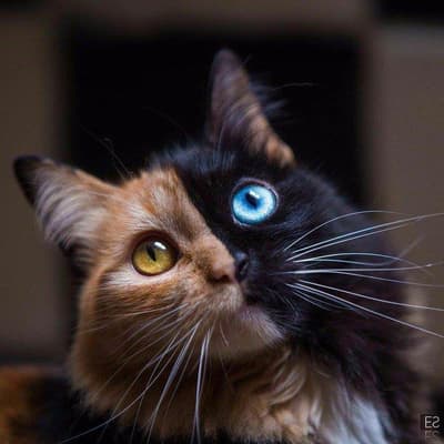 The Chimera Cat is so beautiful !! <3