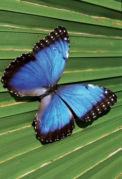 butterfly