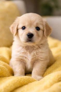 I love dogs