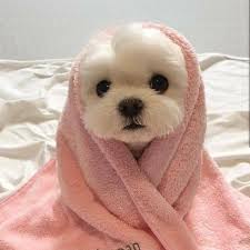 Cute dog 🐕