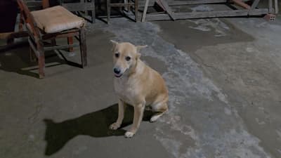 good boy
