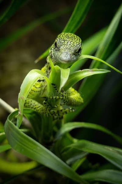 Snake