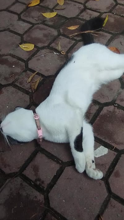 Meow