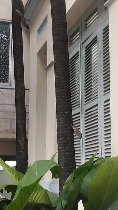 squirrels i