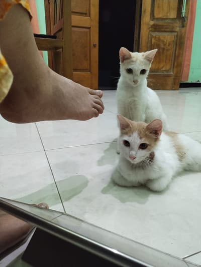 obat kutu kucing apa ya?