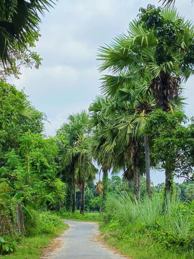 natural view