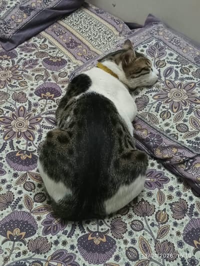 My dearest Pixso, recharging his batteries in dreamland. Pure peace and cuteness.

#Solana lover