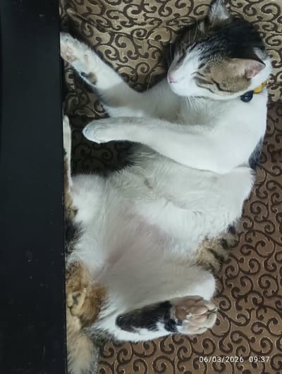 Sleeping like this shows how safe and loved Pixo feels in its home. So heartwarming!
Look at that belly-up pose! Pixo has mastered the art of comfortable napping. ❤️
#Solanalover