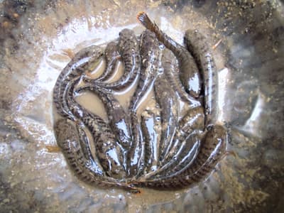 Village fish