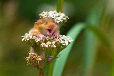 hi