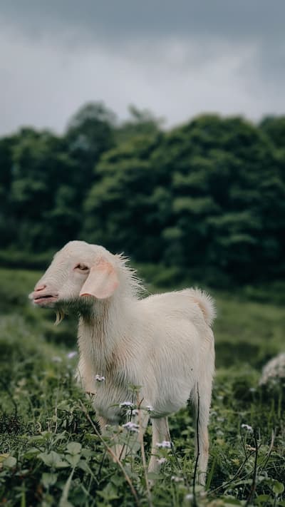 goat
.