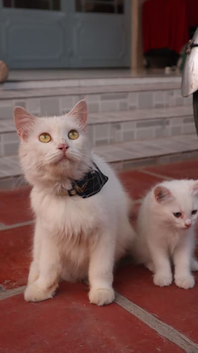 white cat