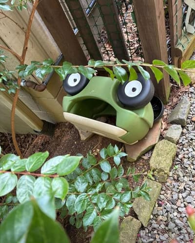 frogday
