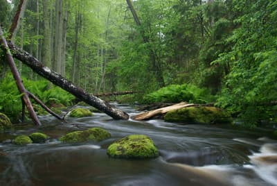 natural beauty