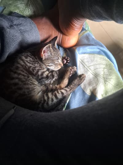 Meet my cat Echo 
she's pleased to be here.