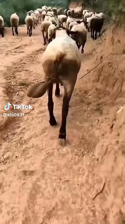 p/s tiktok