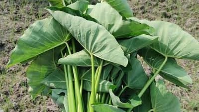 * Taro leaves are rich in Vitamin A, which helps improve eyesight.
 * The iron and folate in them are highly effective in combating anemia.
 * Being high in dietary fiber, they promote easy digestion and relieve constipation.
 * Packed with calcium and phosphorus, they contribute to strengthening bones and teeth.
 * The Vitamin C and antioxidants present in taro leaves significantly boost the body's immune system.