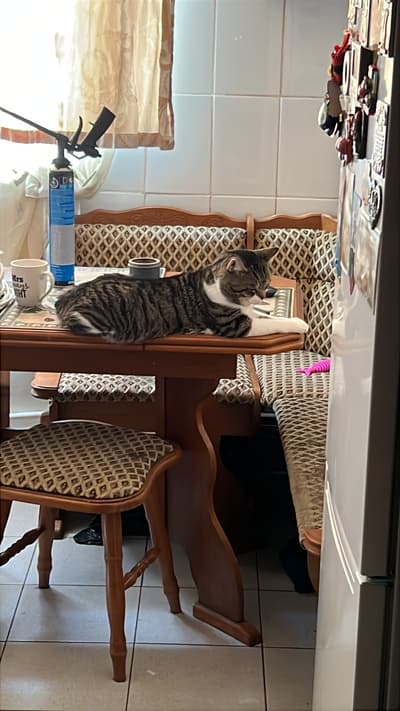 my cat