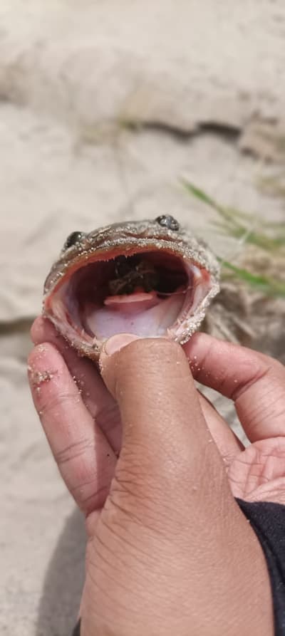 snakehead fish 🔥