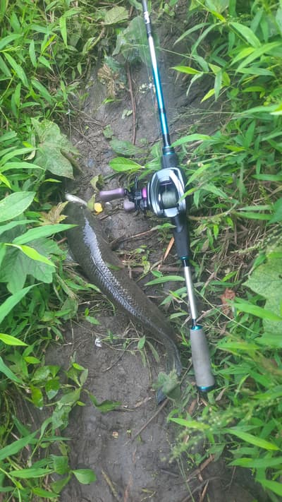 fill your free time fishing for snakehead fish, never stop, ever give up