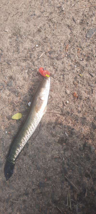 enjoy the fun of fishing 😎