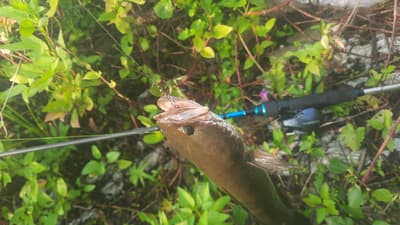 Snakehead fish 🔥