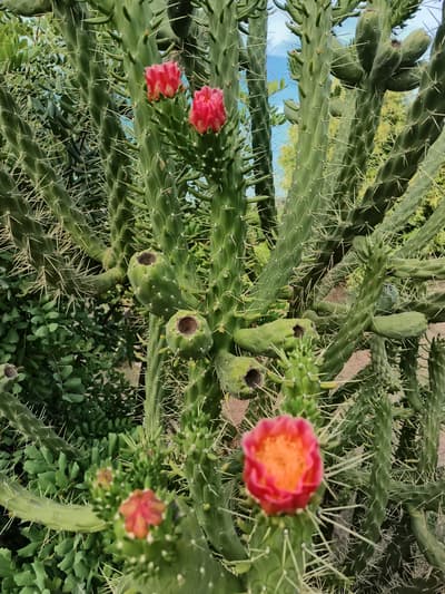 Cactus