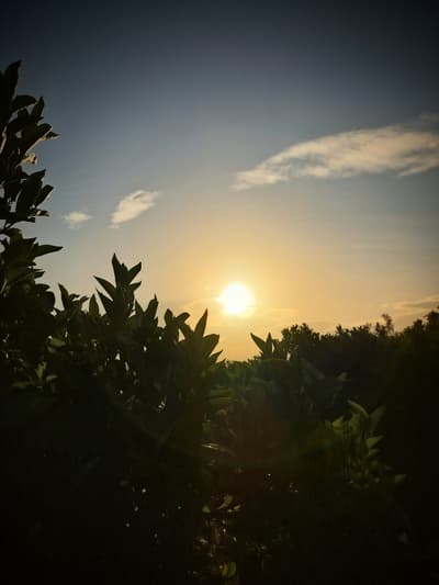 The evening sun