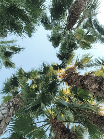 Palm trees