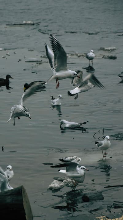 sea