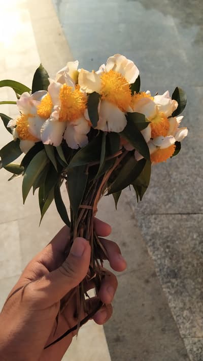 flowers 🌺