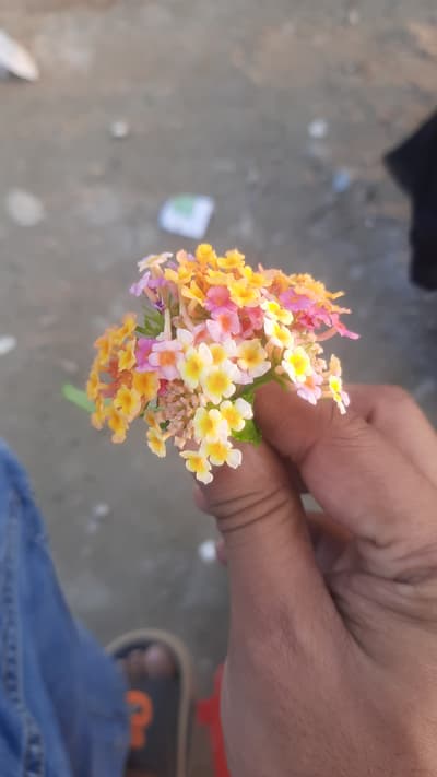 Flower 🌼