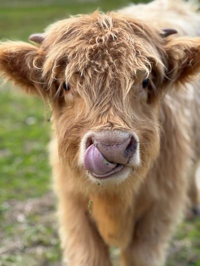 cow