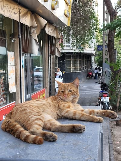 cute cat 😍