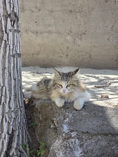 cute cat
