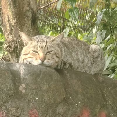 Hunting.... naaaahhh......sleeping is the best medicine😻😻😻😻😻😻
