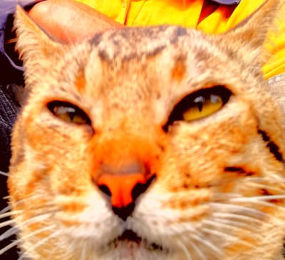 Can i qualify to be a TIGER😼😼😼