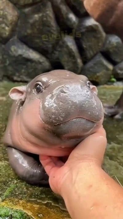 hippopotamus is cute