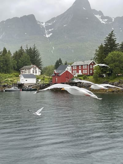 out in Nomansland, a little Fjord place in Northern Norway, the bords nicely chasing the boat