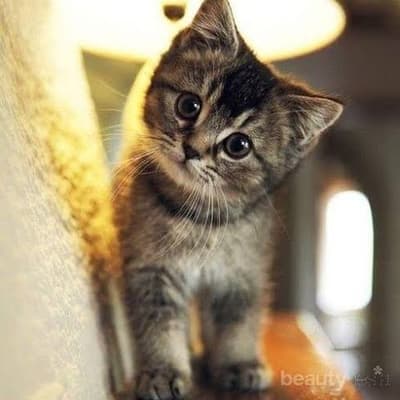 hello all 😺😺