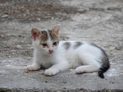 hello Kitty 😺😺