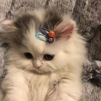 miiaww😻😻