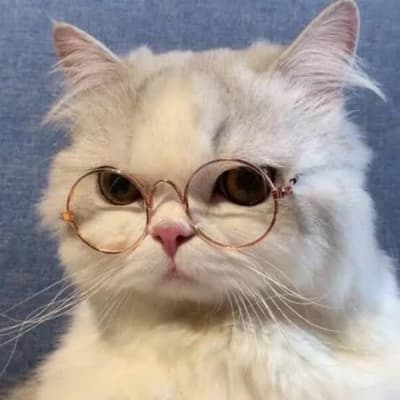 Yoo GM cat😹😹